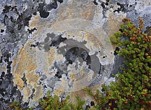 Beautiful colorful natural stone surface with moss and lichen close up. Abstract natural background. The concept environment