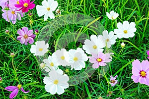 Beautiful and colorful natural summer cosmos flowers on green grass field background. Cosmos bipinnatus garden cosmos or Mexican