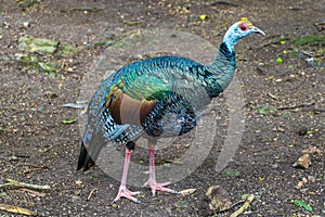 Ocellated turkey bird chicken in tropical nature in Coba Mexico