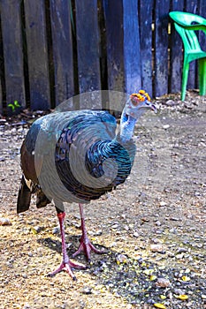Ocellated turkey bird chicken in tropical nature in Coba Mexico