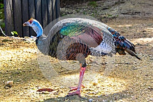 Ocellated turkey bird chicken in tropical nature in Coba Mexico