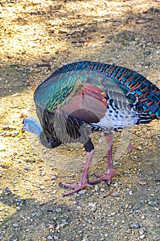 Ocellated turkey bird chicken in tropical nature in Coba Mexico