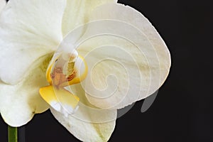 Very pretty colorful orchid  close up in the sunshine