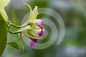 Beautiful Colorful Orchid Flower with Green Background and Beautiful Bokeh