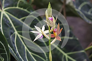 Beautiful Colorful Orchid Flower with Green Background and Beautiful Bokeh