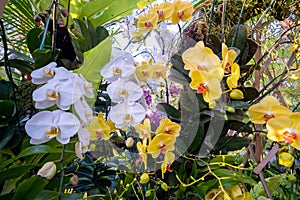 Beautiful colorful Orchids with a blurry background in the garden. Selective focus