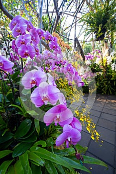 Beautiful colorful Orchids with a blurry background in the garden. Selective focus