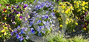 Beautiful colorful pansies in the garden. Wide photo