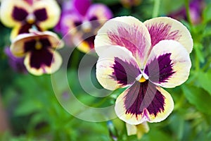 Beautiful colorful pansy