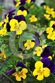 Beautiful colorful pansy blooming flowers growth in the garden