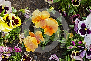 Colorful pansy flowers are blommong in the garden