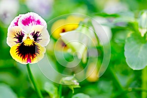 Beautiful colorful pansy heartsease flower