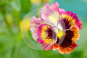 Beautiful colorful pansy heartsease flower