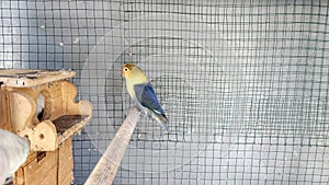 Beautiful Colorful Parblue Lovebird Parrot In A Cage