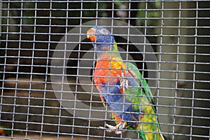 A beautiful and colorful parrot climbing on a cage.