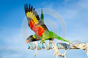 Beautiful colorful parrot, Sun Conure (Aratinga solstitialis) photo