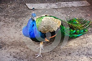 Beautiful colorful peacock with lowered tail. The noble bird