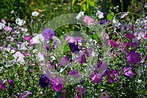 Beautiful colorful petunia and morning glory flowers in summer garden photo