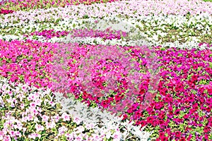 Beautiful colorful petunias