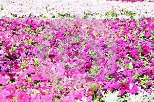 Beautiful colorful petunias on the flower field