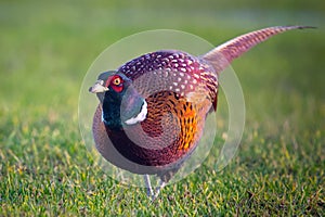 a beautiful colorful pheasant cock in the meadow