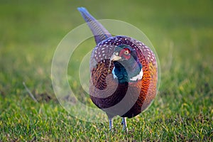 a beautiful colorful pheasant cock in the meadow