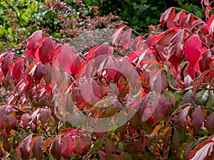 Beautiful, colorful - pink and red leaves of popular ornamental plant winged spindle, winged euonymus or burning bush Euonymus photo