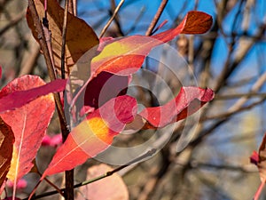 Beautiful, colorful - pink, red and yellow long rounded leaves of the European smoketree or smoke tree with a waxy glaucous sheen