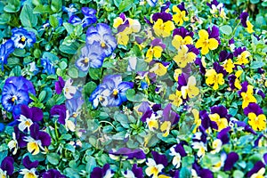 Beautiful colorful purple and yellow viola tricolor spring flowers growing in a garden