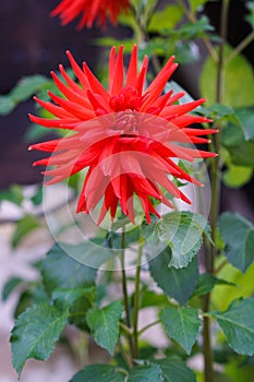 beautiful and colorful red dahlias