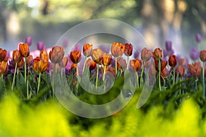 Beautiful colorful red tulips blooming with morning warn light