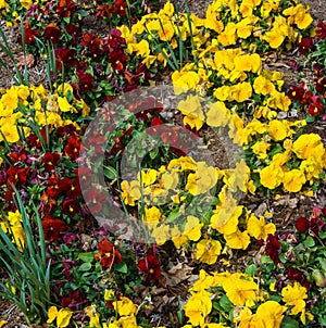 Beautiful Colorful Red and Yellow Spring Garden Flowers