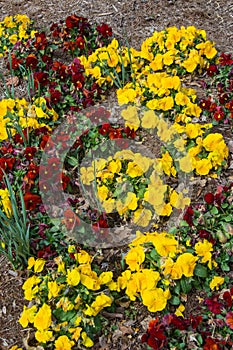 Beautiful Colorful Red and Yellow Spring Garden Flowers