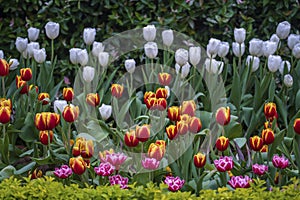 Beautiful colorful red, yellow and white tulips background. Field of spring flowers. Flower bed tulips in Danang, Vietnam