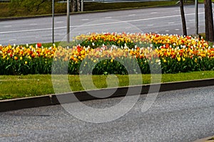 Beautiful colorful red, yellow, white tulips. A flower bed of tulips as a decoration of the city