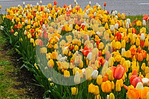 Beautiful colorful red, yellow, white tulips. A flower bed of tulips as a decoration of the city