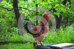 Beautiful colorful rooster standing in backyard in the countryside