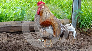 Beautiful colorful rooster standing on the ground