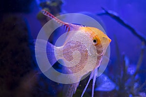 Scalar fish in the aquarium photo