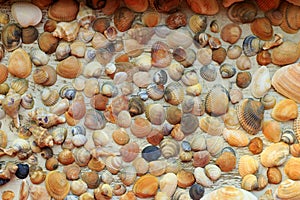 Beautiful colorful seashells collected on the coast of Black Sea