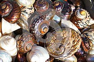 Beautiful colorful shells freshly caught in Herakleio