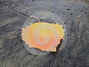 Beautiful colorful single autumn leaf covered with raindrops