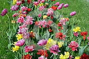 Beautiful colorful solid yellow, red, purple, cran-black, red-yellow, pink-white, purple-white blooming tulips.
