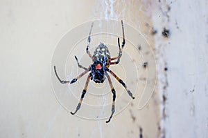 A beautiful colorful spider