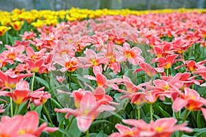 Beautiful colorful spring flowers in park in Netherlands Holland