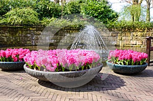 Beautiful colorful spring flowers in park in Netherlands Holland