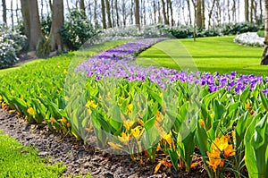 Beautiful colorful spring flowers in park in Netherlands Holland