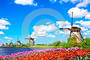 Beautiful colorful spring landscape in Netherlands, Europe. Famous windmills in Kinderdijk village with tulips flowers flowerbed