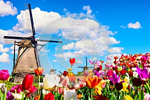 Beautiful colorful spring landscape in Netherlands, Europe. Famous windmills in Kinderdijk village with tulips flowers flowerbed