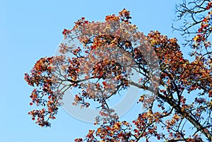 Beautiful Colorful spring maple leaves